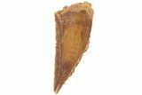 Bargain, Partial Raptor Tooth - Real Dinosaur Tooth #251805-1